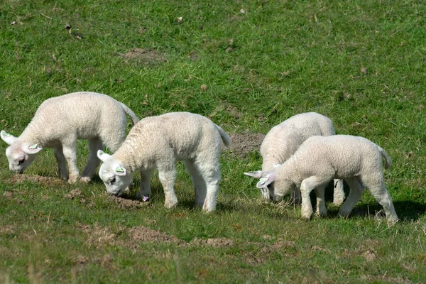 Lammeren Familie Met Pasgeboren Ram Grazen Groene Dammen Van Noordzee — Stockfoto