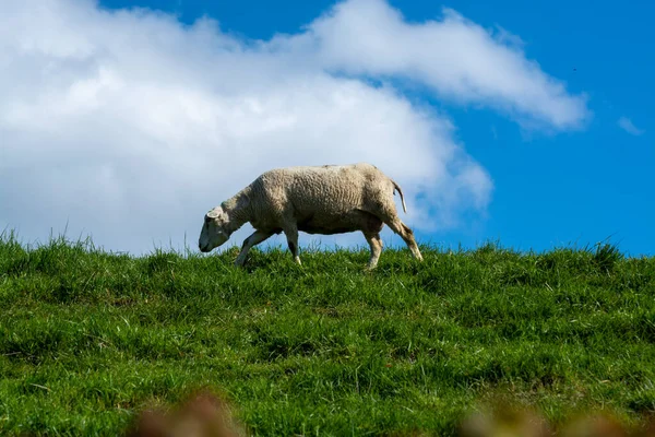 在荷兰泽兰北海的绿色堤坝上 羊羔正在吃草 — 图库照片