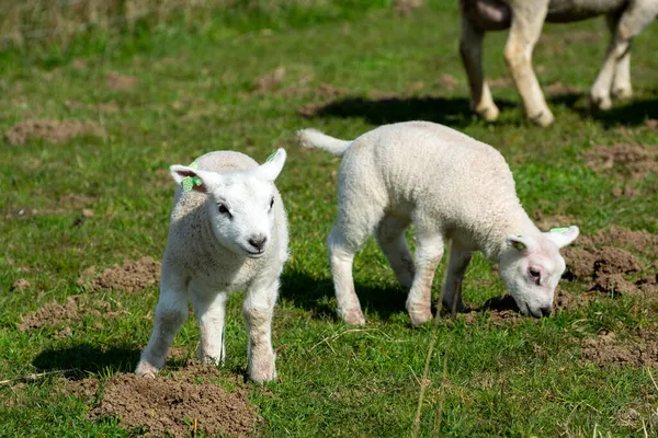 Lamm Familj Med Nyfödda Bagge Betar Gröna Dammarna Nordsjön Zeeland — Stockfoto