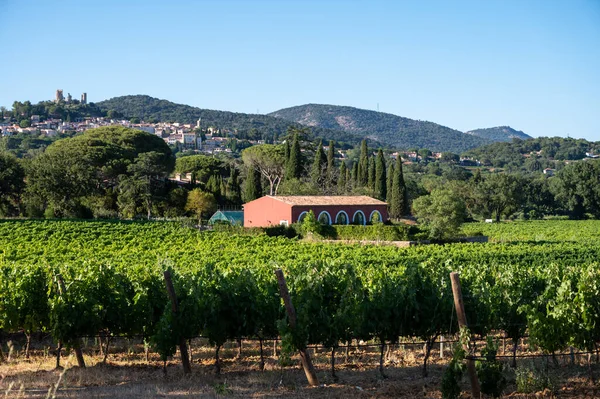 Elaboración Del Vino Departamento Var Provenza Alpes Costa Azul Región — Foto de Stock