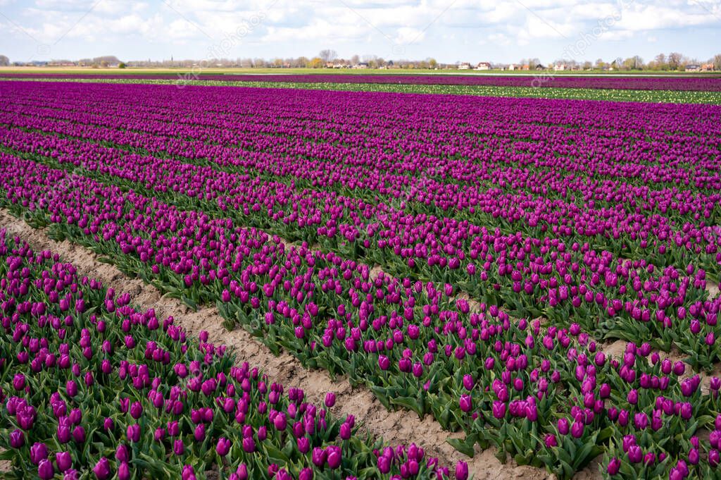 Dutch spring, colorful tulips in blossom on farm fields in april and may near Lisse, North Holland, the Netherlands