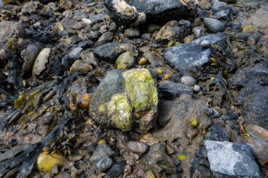 Hollanda, Zeeland 'deki alçak sular sırasında Oesterschelde Ulusal Parkı' nın tuzlu sularında taşların üzerinde yetişen yabani kremalı istiridye kabuklu deniz hayvanları.
