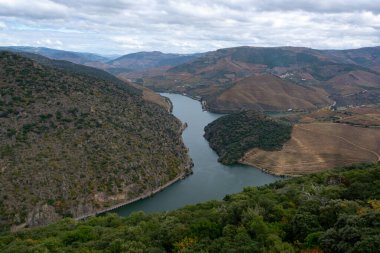 Douro nehir vadisinde panoramik manzara ve renkli tepe merdivenleri sonbaharda üzüm bağları, Portekiz 'de şarap ve liman üretim endüstrisi terasları
