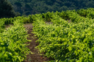 Güney Fransa 'nın Provence-Alpes-Cote d' Azur bölgesinde bulunan Var şubesindeki şarap imalatı, Temmuz ayında Saint-Tropez kasabası yakınlarındaki üzüm bağları, Cotes de Provence şarabı.