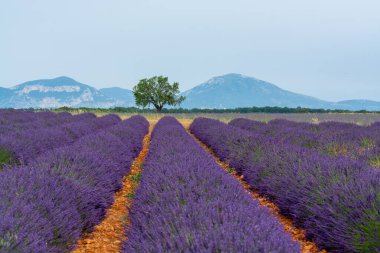 Fransa 'nın güneyinde turistik bir yer, Temmuzda Valensole, Provence platosunda çiçek açan renkli lavanta ve lavanta tarlaları..