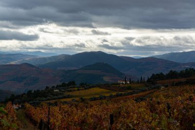 Douro nehir vadisinde panoramik manzara ve renkli tepe merdivenleri sonbaharda üzüm bağları, Portekiz 'de şarap ve liman üretim endüstrisi terasları
