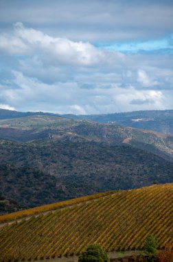 Douro nehir vadisinde panoramik manzara ve renkli tepe merdivenleri sonbaharda üzüm bağları, Portekiz 'de şarap ve liman üretim endüstrisi terasları