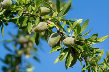 Yazın ağaçta olgunlaşan yeşil badem fındıkları, Provence, Fransa 'da badem fındığı ekimi