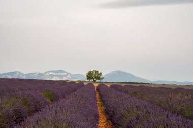 Fransa 'nın güneyinde turistik bir yer, Temmuzda Valensole, Provence platosunda çiçek açan renkli lavanta ve lavanta tarlaları..