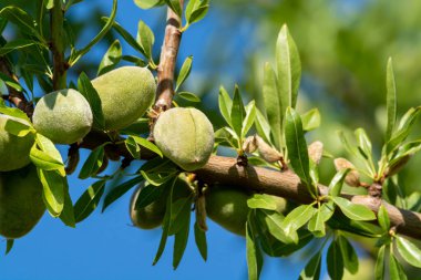 Yazın ağaçta olgunlaşan yeşil badem fındıkları, Provence, Fransa 'da badem fındığı ekimi