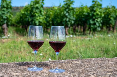 Burgundy Cote de Nuits şarap bölgesinde yaz mevsiminde Grand Cru pinot noir üzüm bağlarından şarap, iki bardak şarap ve yeşil üzüm bağlarının tadına bakmak.