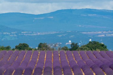 Fransa 'nın güneyinde turistik bir yer, Temmuzda Valensole, Provence platosunda çiçek açan renkli lavanta ve lavanta tarlaları..