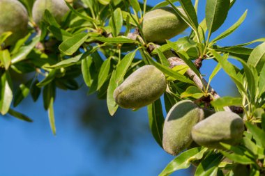 Yazın ağaçta olgunlaşan yeşil badem fındıkları, Provence, Fransa 'da badem fındığı ekimi
