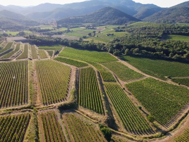 Güney Fransa 'nın Provence-Alpes-Cote d' Azur bölgesinde şarap üretimi var, Temmuz ayında Saint-Tropez kasabası yakınlarında üzüm bağları, Cotes de Provence şarabı, hava manzarası
