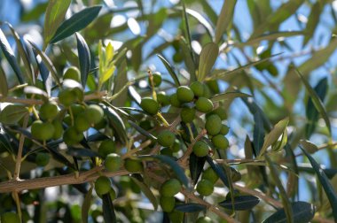 Yaz mevsiminde zeytin ağacında sallanan yeşil zeytinler.