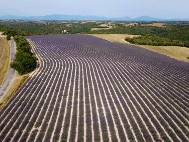Fransa 'nın güneyinde turistik bir yer, Temmuz ayında Valensole, Provence platosunda çiçek açan renkli lavanta ve lavanta tarlalarına hava manzarası.