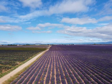 Fransa 'nın güneyinde turistik bir yer, Temmuz ayında Valensole, Provence platosunda çiçek açan renkli lavanta ve lavanta tarlalarına hava manzarası.