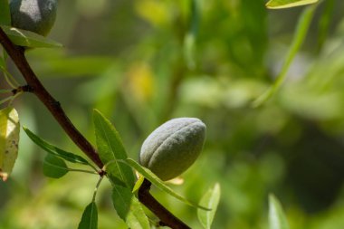 Yazın ağaçta olgunlaşan yeşil badem fındıkları, Provence, Fransa 'da badem fındığı ekimi