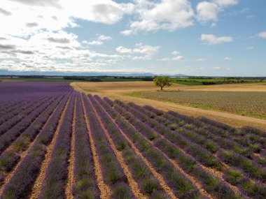 Fransa 'nın güneyinde turistik bir yer, Temmuz ayında Valensole, Provence platosunda çiçek açan renkli lavanta ve lavanta tarlalarına hava manzarası.