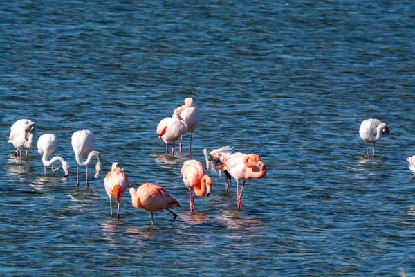 Kolonie Rosa Flamingos Wasservögel Überwintern Grevelingen Salzsee Der Nähe Von — Stockfoto