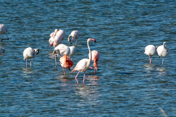 Colonia Uccelli Acquatici Fenicotteri Rosa Che Svernano Nel Lago Salato — Foto Stock