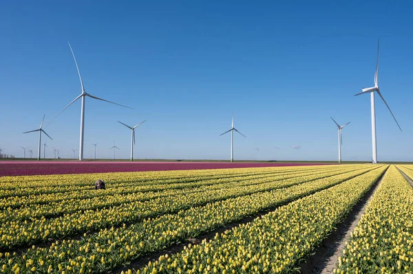 Paesaggio Olandese Campi Fiori Tulipano Colorati Fiore Provincia Zeeland Paesi — Foto Stock