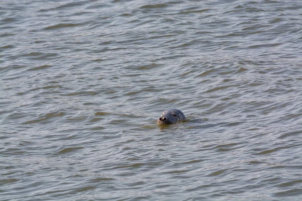 ゼーラント州 オランダのレンセスビーチ近くの冷たい海の水で海のシール水泳の頭 — ストック写真