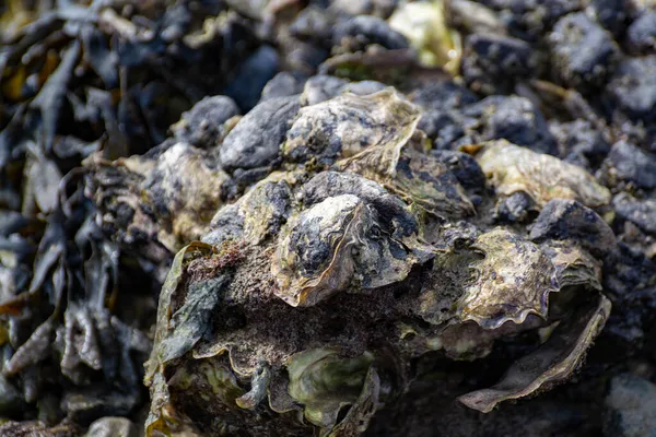 荷兰泽兰 奥斯特谢尔德国家公园低潮期间 在咸水中生长在石头上的野生牡蛎贝类 — 图库照片