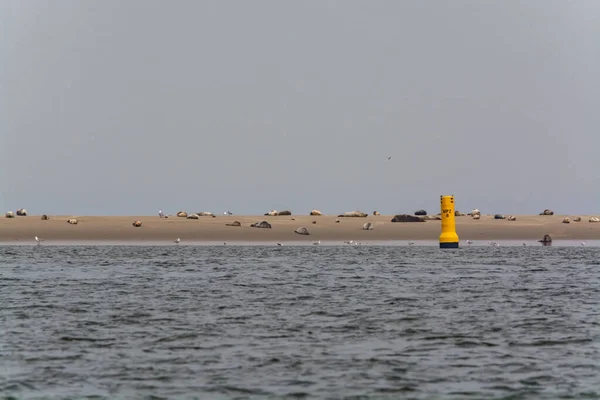 Gran Colonia Focas Marinas Descansando Isla Arena Amarilla Durante Marea — Foto de Stock