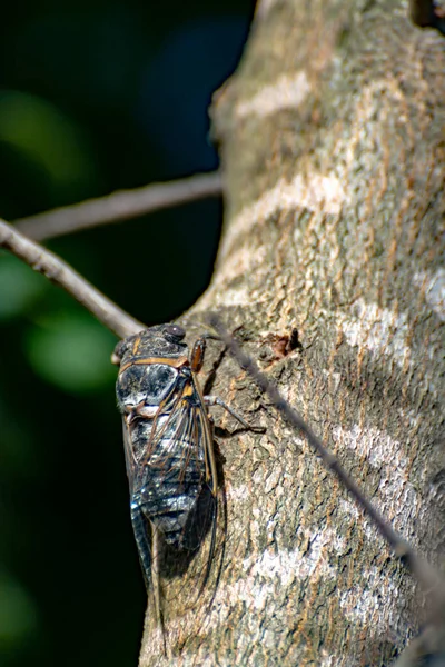Symbol Provence Dospělý Cicada Orni Hmyz Sedí Stromě Zblízka — Stock fotografie