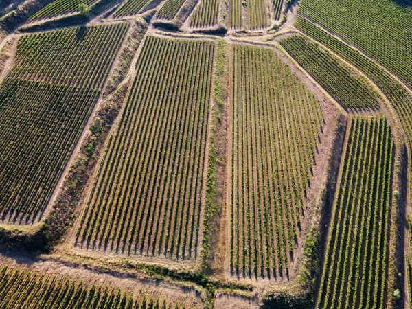 Wijn Maken Het Departement Var Provence Alpes Cote Azur Regio — Stockfoto