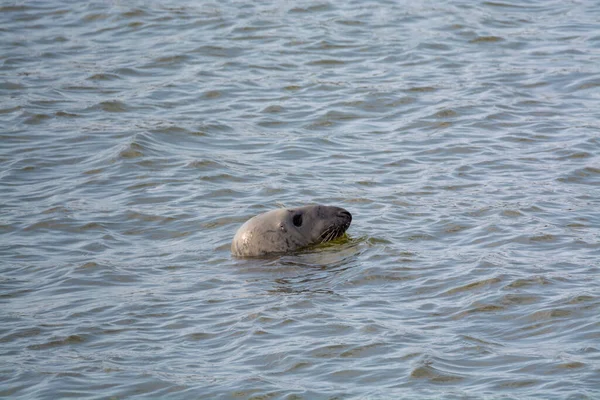 Head Sea Seal Swimming Cold Sea Water Renesse Beach North — Stock Photo, Image