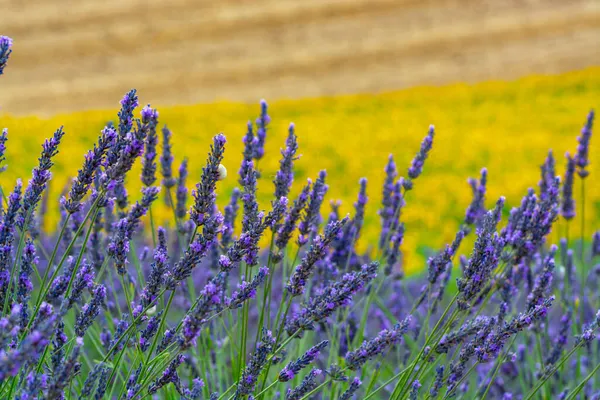 Természeti Háttér Sárga Napraforgók Lila Levendulanövények Virágzása Provence Ban Franciaországban — Stock Fotó