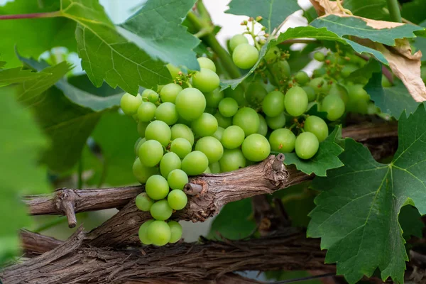 Bando Uvas Mesa Verdes Por Amadurecer Penduradas Planta Uva Vinha — Fotografia de Stock