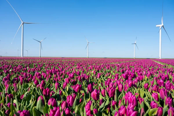 Fondo Naturaleza Coloridos Tulipanes Flores Flor Los Campos Agrícolas Abril — Foto de Stock