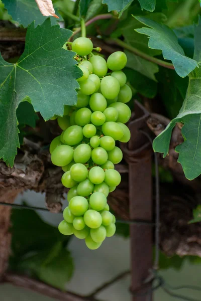 Kupa Zielonych Niedojrzałych Winogron Stołowych Wiszących Winorośli Winnicy — Zdjęcie stockowe