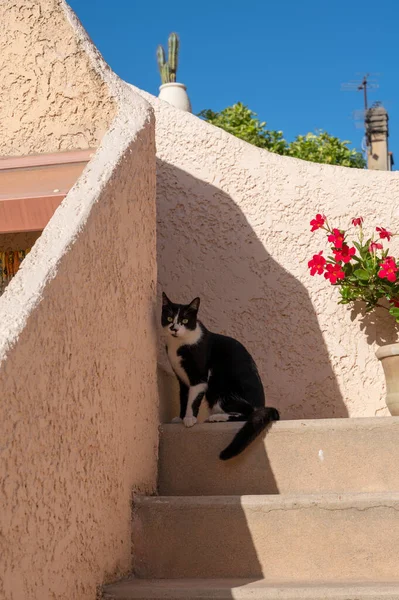 Joven Gato Blanco Negro Sentado Escalera Una Pequeña Casa — Foto de Stock