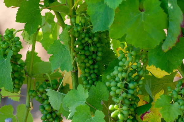 南東部フランスのプロヴァンス アルプ コート ダジュール地方のヴァール県 7月のブドウ畑 町の近くの若い緑のブドウでワインを作るサン トロペ プロヴァンスワイン — ストック写真