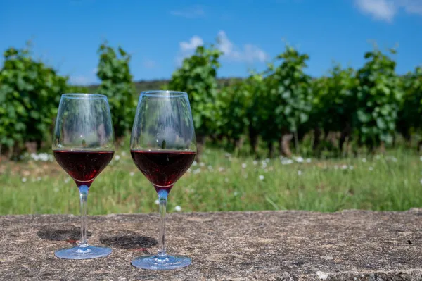 Tasting of burgundy red wine from grand cru pinot noir  vineyards, two glasses of wine and view on green vineyards in Burgundy Cote de Nuits wine region, France in summer