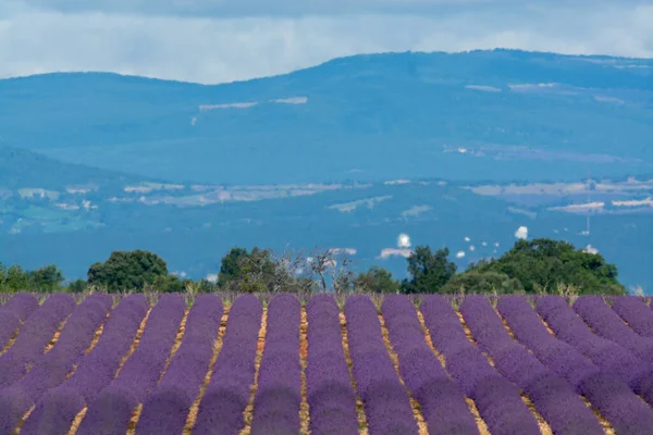 Touristic Destination South France Colorful Aromatic Lavender Lavandin Fields Blossom — Stock Photo, Image