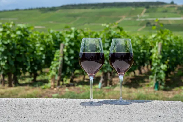 Tasting of burgundy red wine from grand cru pinot noir  vineyards, two glasses of wine and view on green vineyards in Burgundy Cote de Nuits wine region, France in summer