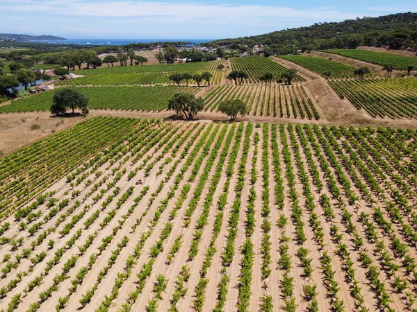 Vinificação Departamento Var Provence Alpes Cote Azur Região Sudeste França — Fotografia de Stock