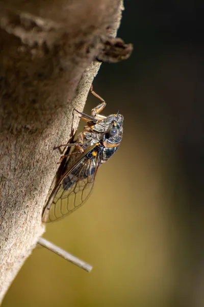 Provence Sembolü Yetişkin Ağustos Böceği Ağaçta Oturur — Stok fotoğraf