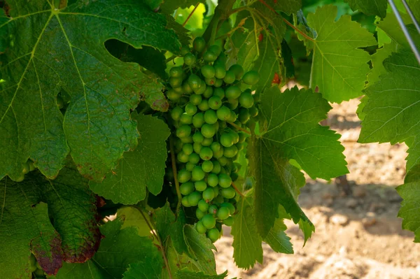 Wijnbereiding Het Departement Var Provence Alpes Cote Azur Zuidoost Frankrijk — Stockfoto