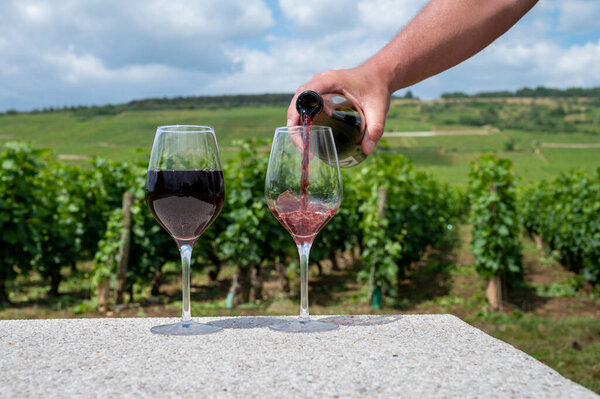 Сомелье или официант наливает бордовое красное вино из виноградников Grand Cru pinot noir, бокал вина и вид на зеленые виноградники в Бургундии Кот-де-Нуитс винный регион, Франция летом