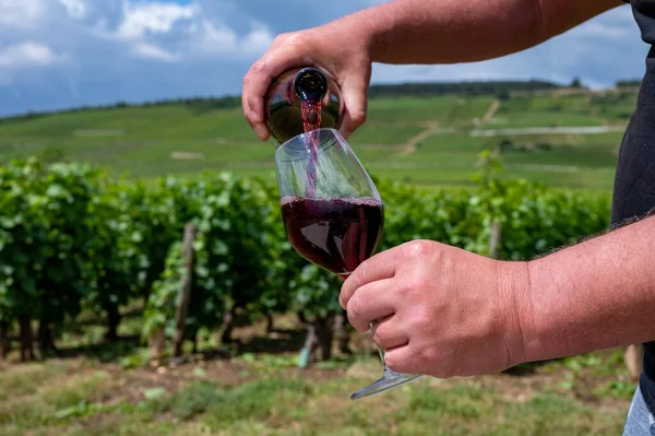 Sommelier or waiter pouring of burgundy red wine from grand cru pinot noir vineyards, glass of wine and view on green vineyards in Burgundy Cote de Nuits wine region, France in summer