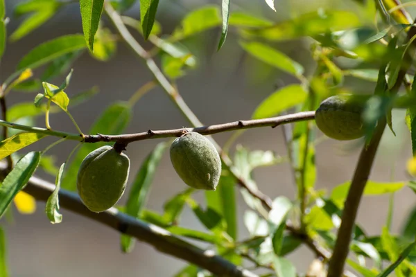 Almendras Verdes Nueces Maduración Árbol Verano Cultivo Almendras Nueces Provenza — Foto de Stock