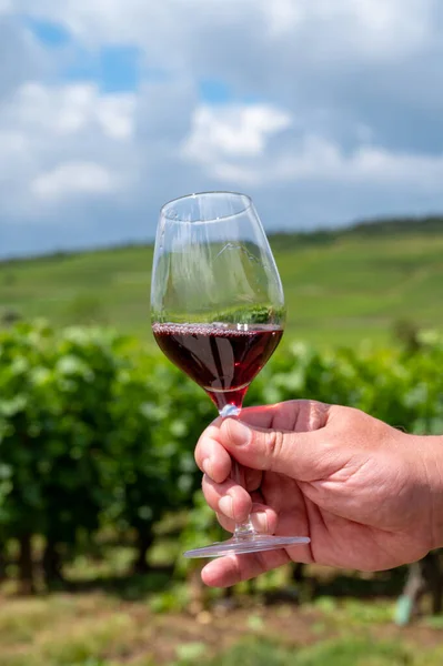 Tasting of burgundy red wine from grand cru pinot noir  vineyards, hand holdng glass of wine and view on green vineyards in Burgundy Cote de Nuits wine region, France in summer