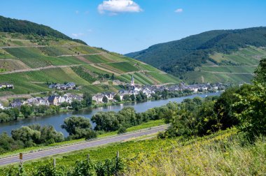 Mosel nehri manzaralı, üzüm bağları olan tepeler ve Almanya 'nın Zell kasabası.