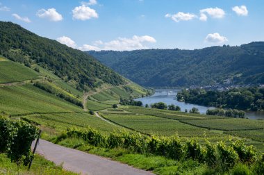 Almanya 'nın Mosel Nehri Vadisi' nde olgunlaşan beyaz üzümlü tepe üzüm bağları